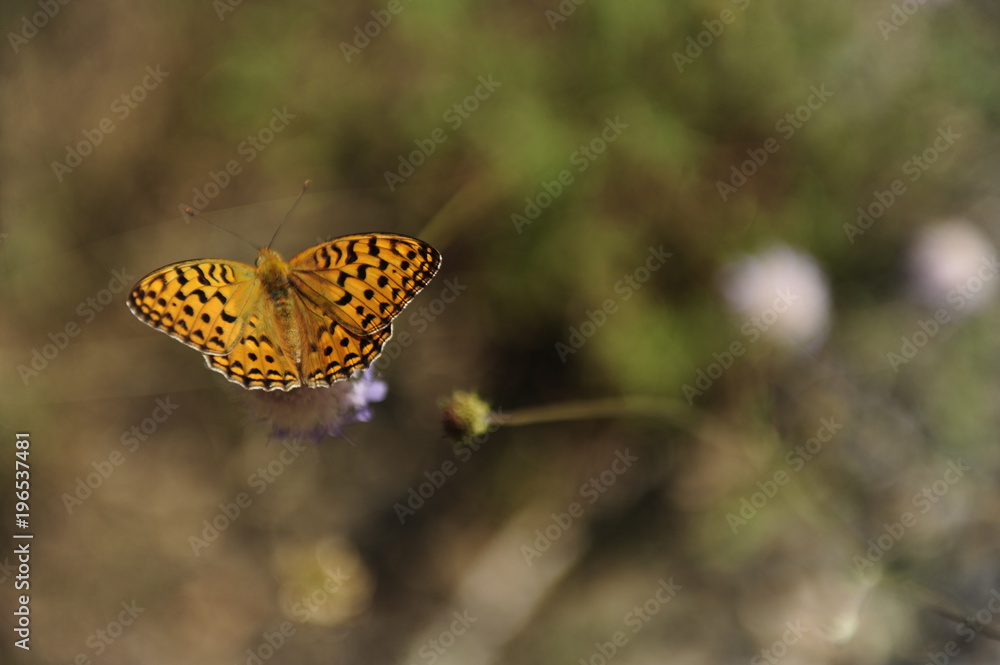 Obraz premium mariposa campo