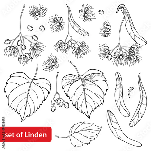 Vector set with outline Linden or Tilia or Basswood flower bunch, bract, fruit and ornate leaf in black isolated on white background. Linden tree in contour style for summer design and coloring book.