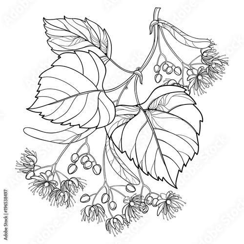Vector outline Linden or Tilia or Basswood flower bunch, bract, fruit and ornate leaf in black isolated on white background. Linden branch in contour style for summer design and coloring book.