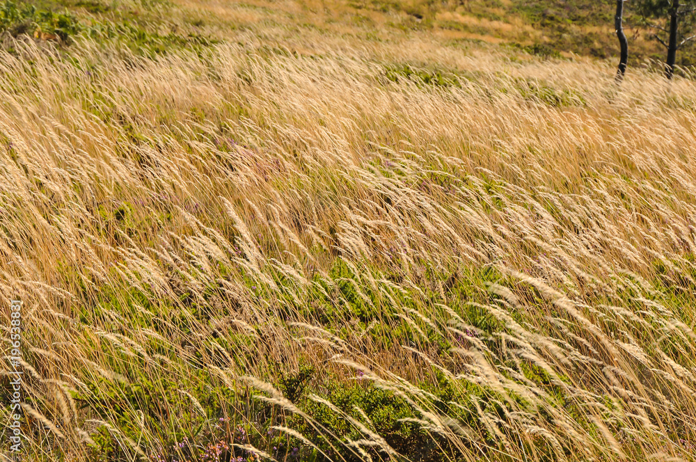 Flores silvestres espalhadas pelos campos Flores silvestres espalhadas pelos campos