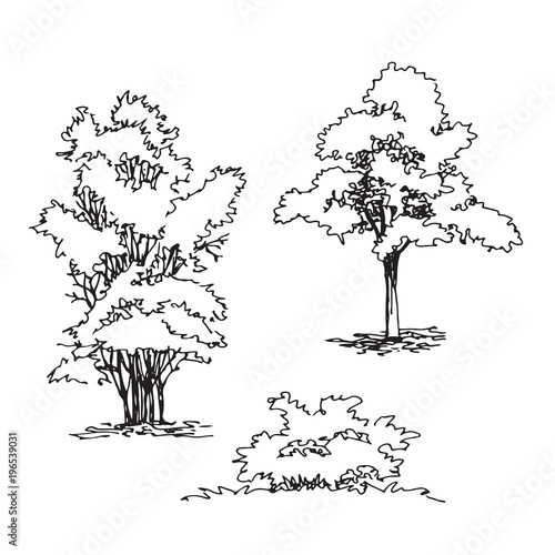 Fototapeta Set of hand drawn architect tree and bushes