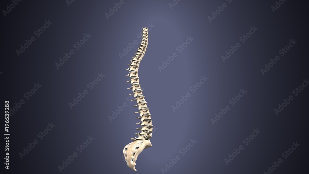 3d render of Human Spinal Anatomy 3d render of Human Spinal Anatomy