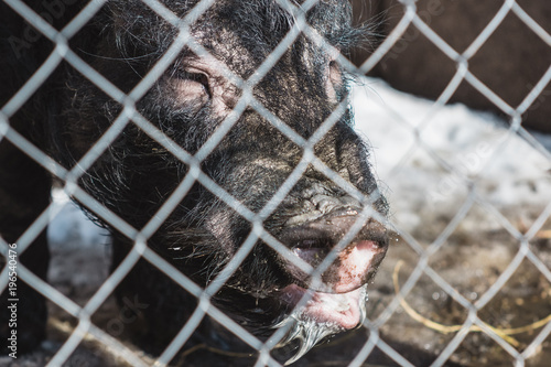 Vietnamese pig behind a mesh fence on a farm