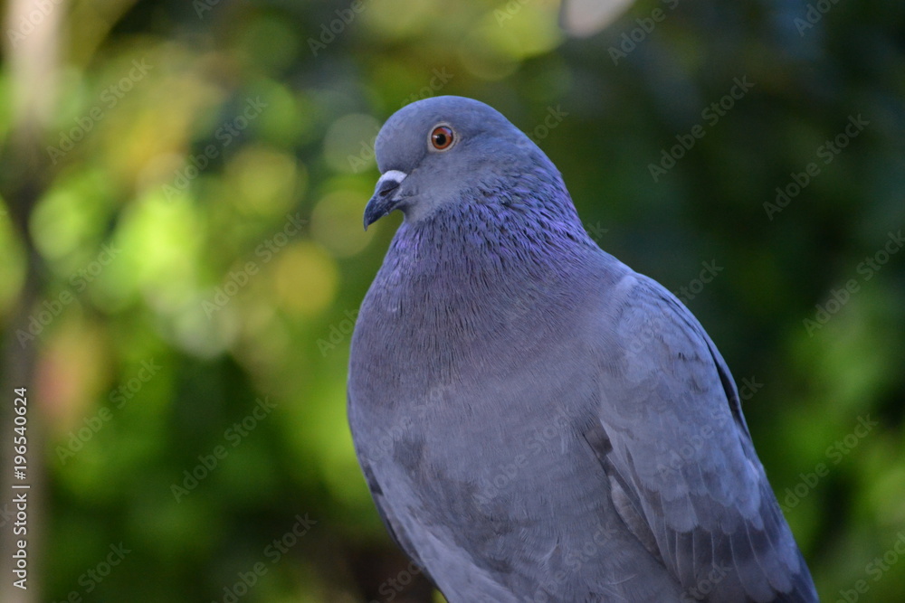 Obraz premium eine taube