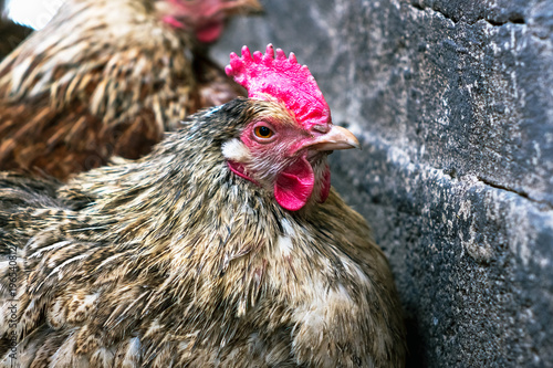 Chickens on the farm. Toned, style, color photo
