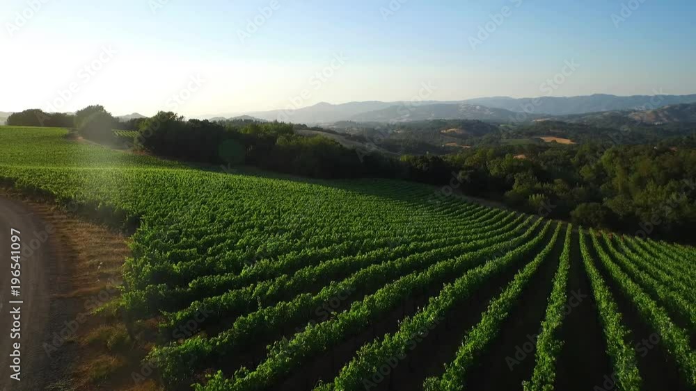An low aerial over vast rows of vineyards in Northern California's Sonoma County. An low aerial over vast rows of vineyards in Northern California's Sonoma County.