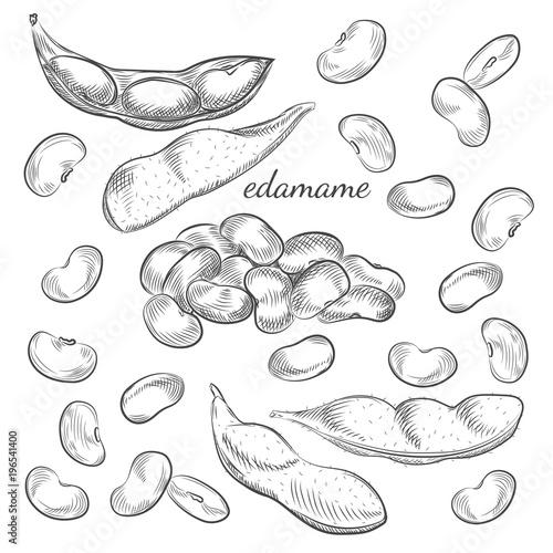 Edamame beans and pods isolated on white background. Edamame hand drawn sketch in vector.
