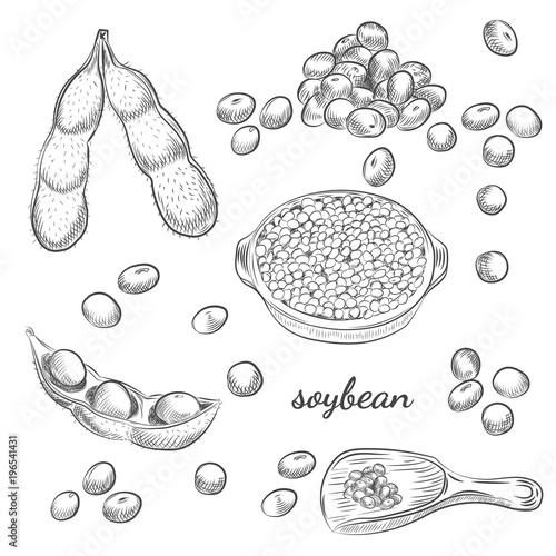 Soybean bowl and pods hand drawn sketch on white background. Scoop with soy and beans vector illustration.