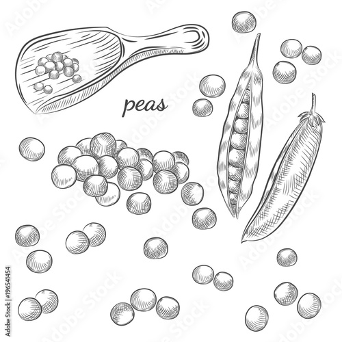 Peas hand drawn sketch on white background. Pea pods and peas in scoop vector illustration.