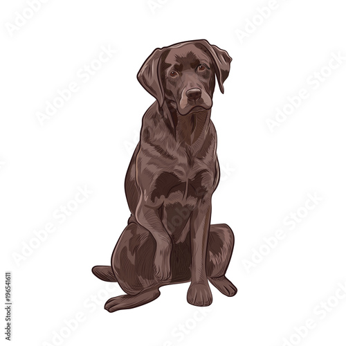 Chocolate labrador sitting and giving a paw. Brown dog isolated on white background. Adorable purebred canine for your design.