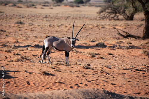 Oryxantilope