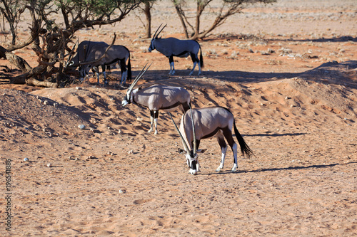 Oryxantilopen photo