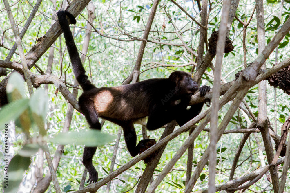 Monkey relaxing on tree
