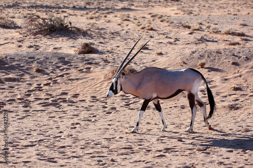 Oryxantilope