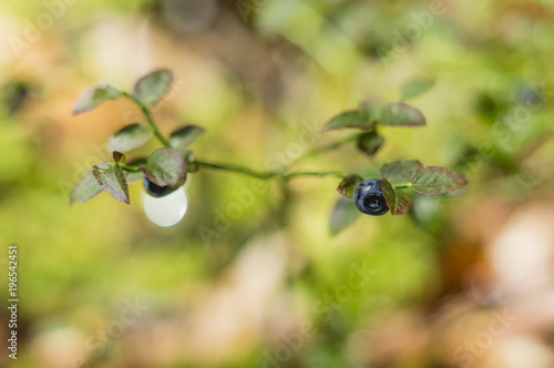 blueberries on bushes