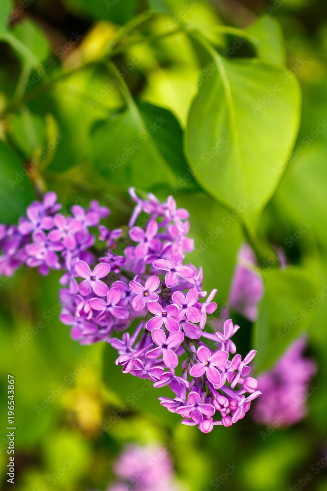 Spring. Flowering of lilac. Spring. Flowering of lilac.