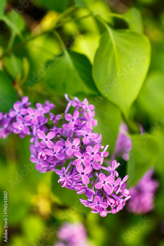 Spring. Flowering of lilac.