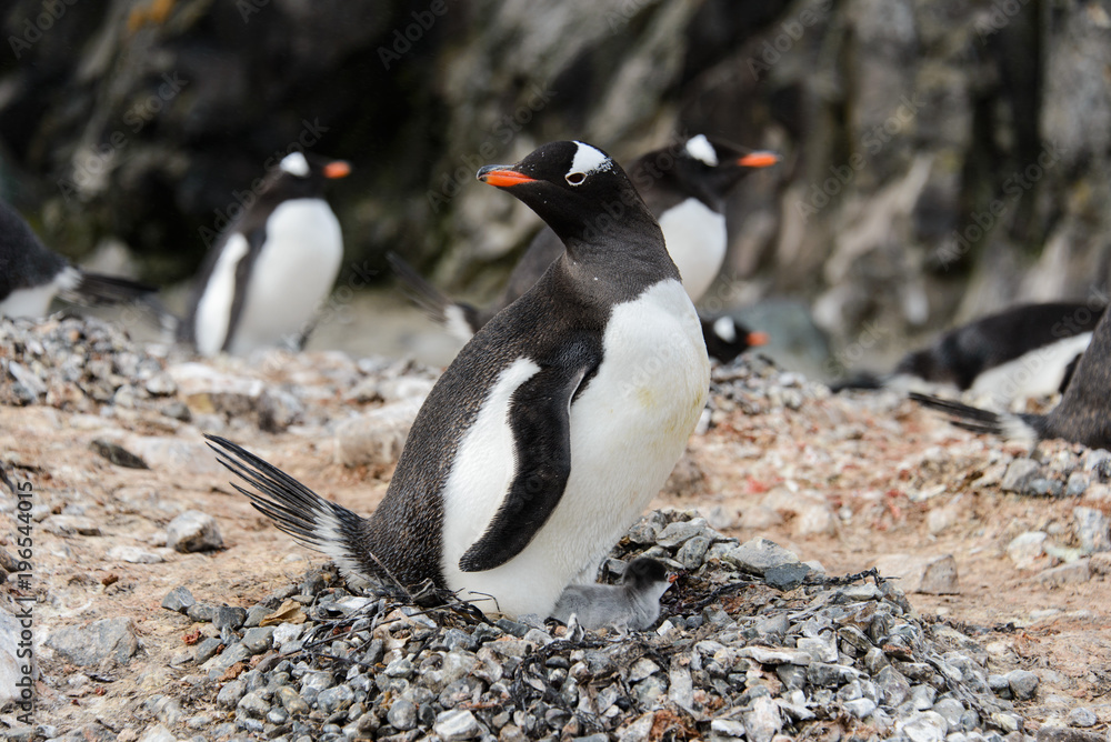 Fototapeta premium Gentoo penguin with chicks in nest