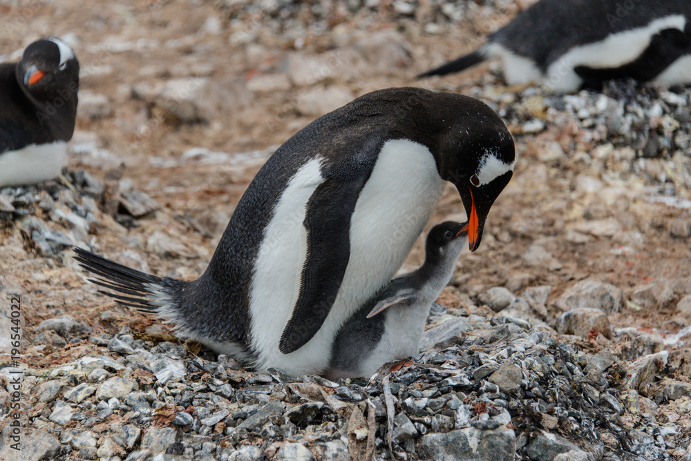 Fototapeta premium Gentoo penguin with chick in nest
