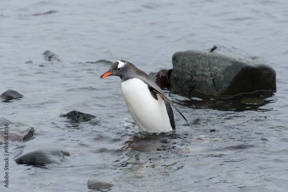 Obraz premium Gentoo penguin going in water