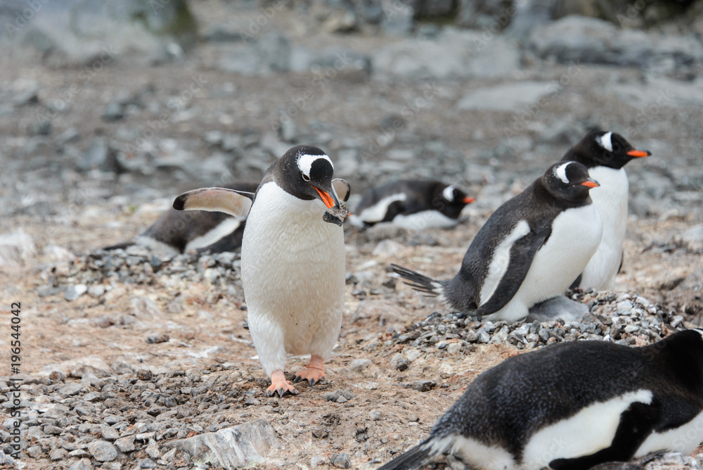 Fototapeta premium Gentoo penguin with stone in beak