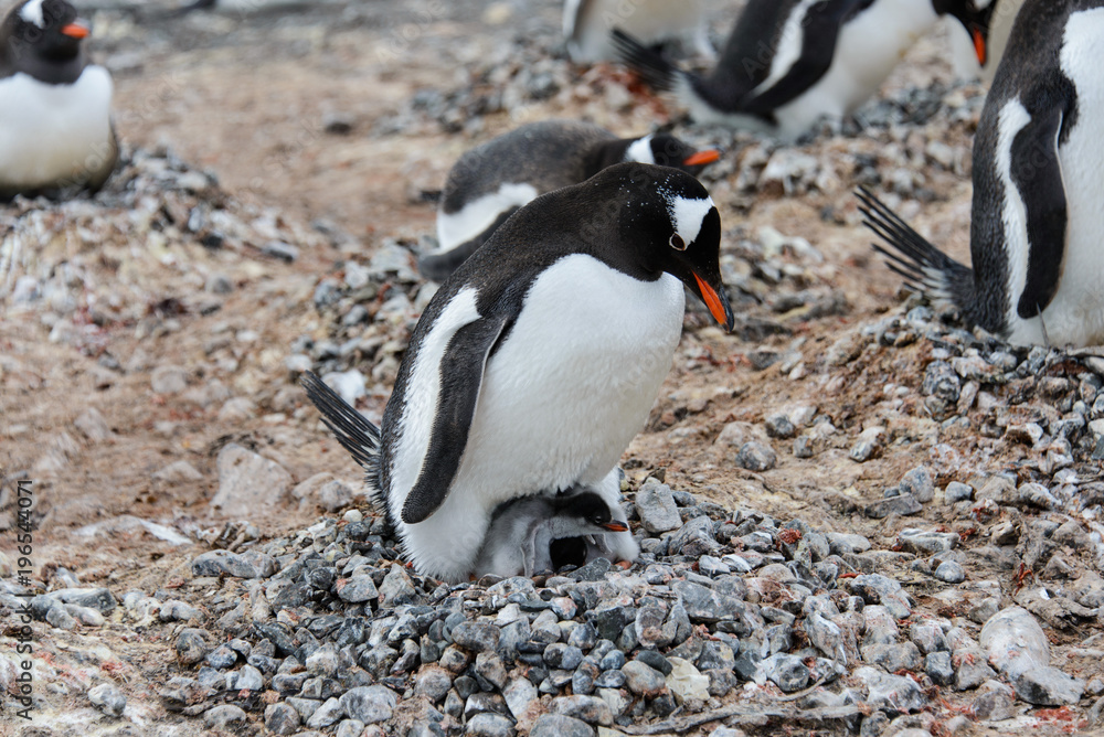 Naklejka premium Gentoo penguin with chicks in nest