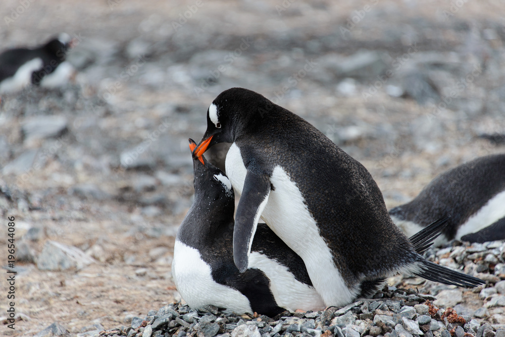Fototapeta premium Two gentoo penguins have sex