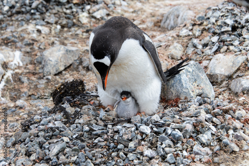 Fototapeta premium Gentoo penguin with chicks in nest