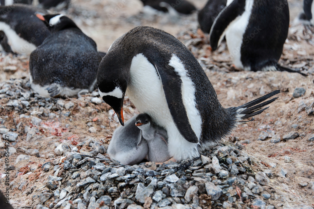 Fototapeta premium Gentoo penguin with chicks in nest