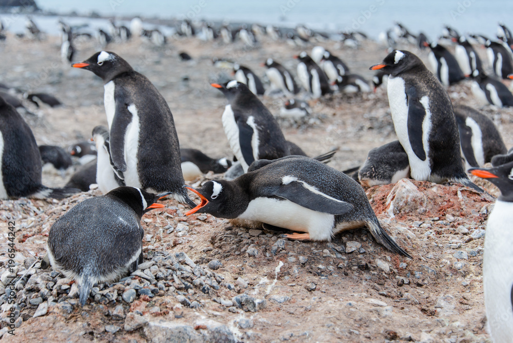 Obraz premium Gentoo penguin in nest aggressive open beak