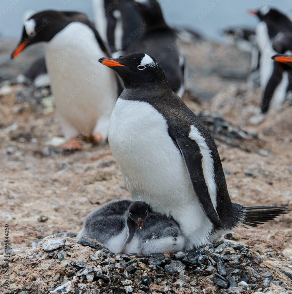 Fototapeta premium Gentoo penguin with chicks in nest