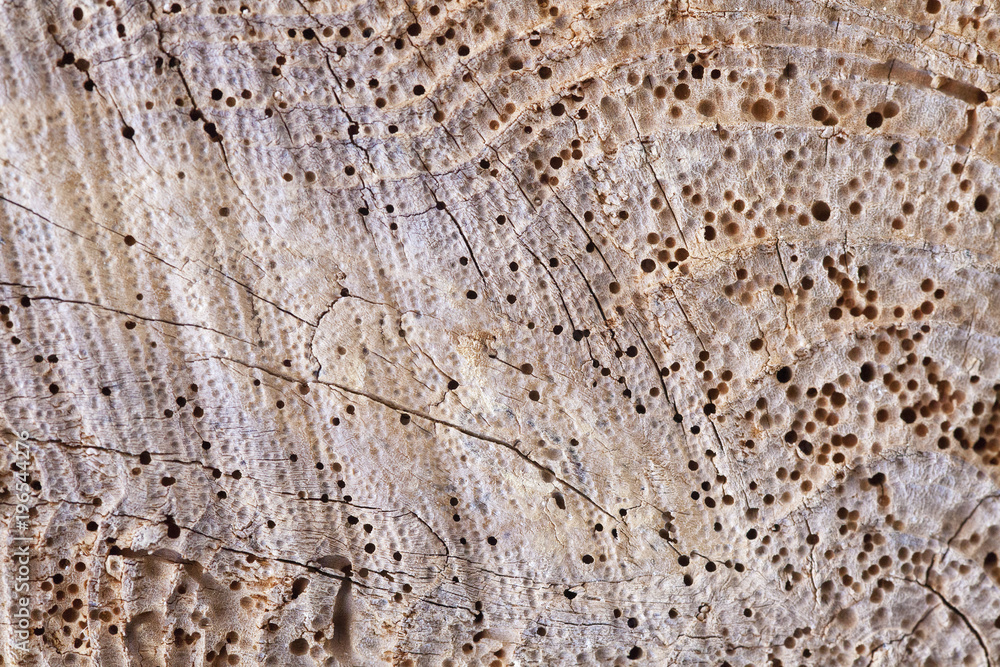 piece of wood with holes piece of wood with holes
