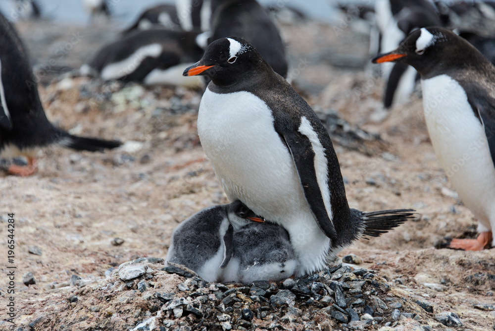 Fototapeta premium Gentoo penguin with chicks in nest