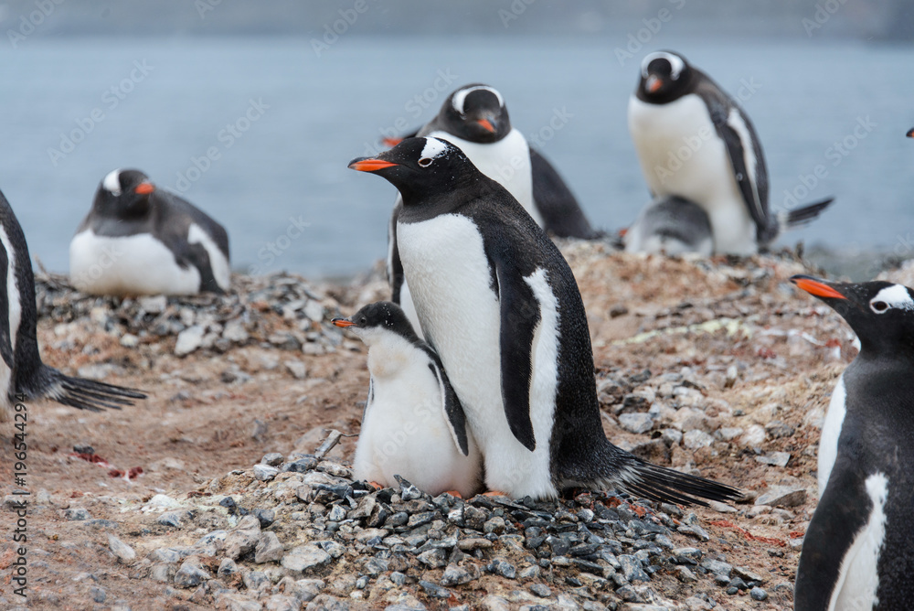 Fototapeta premium Gentoo penguin with chicks in nest