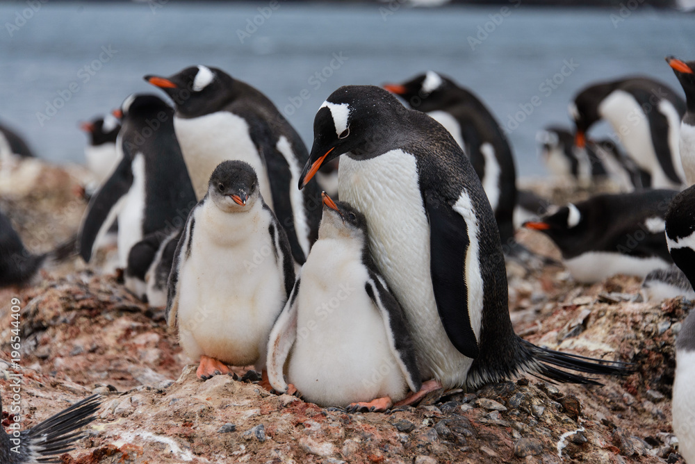 Fototapeta premium Two gentoo penguin's chicks in nest