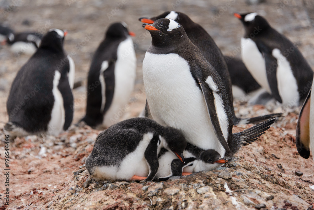 Fototapeta premium Gentoo penguin with chicks in nest