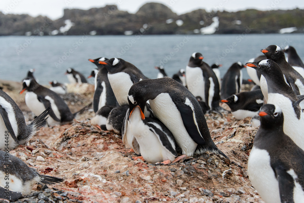 Obraz premium Gentoo penguin feeds chick in nest