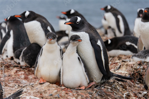Two gentoo penguin's chicks in nest