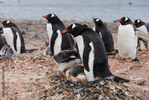 Gentoo penguin's chicks poops