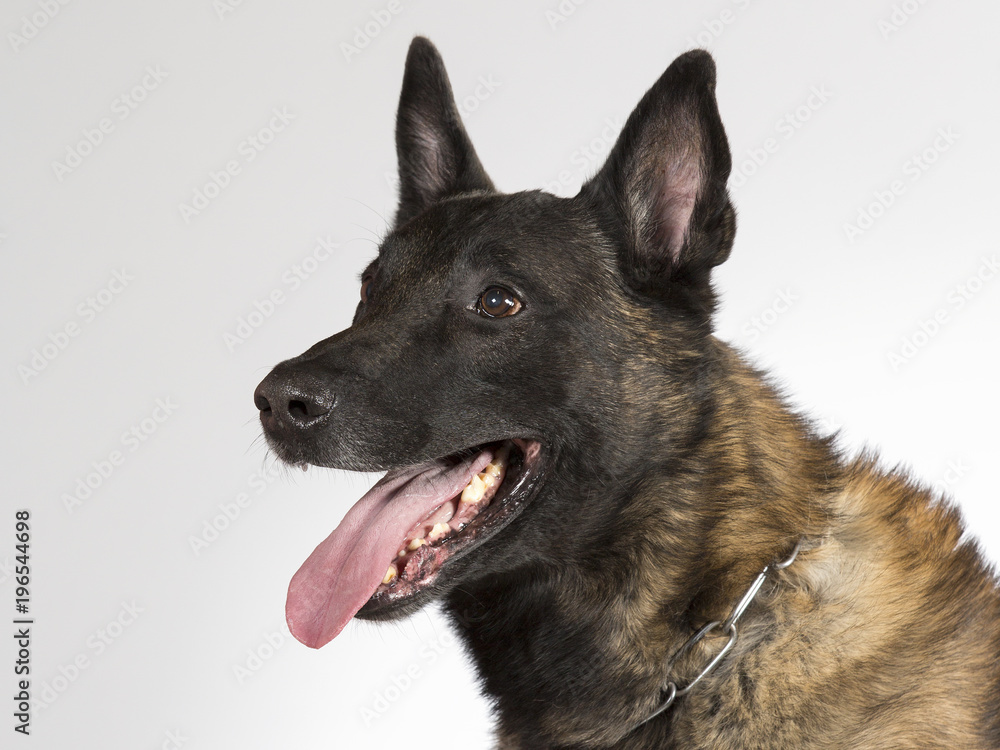Malinois portrait. Belgian shepherd dog in a studio with white background. Malinois portrait. Belgian shepherd dog in a studio with white background.