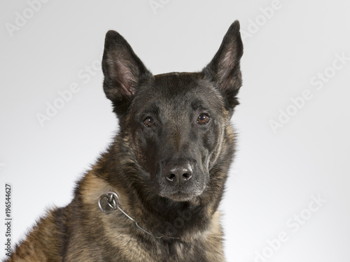Malinois portrait. Belgian shepherd dog in a studio with white background.