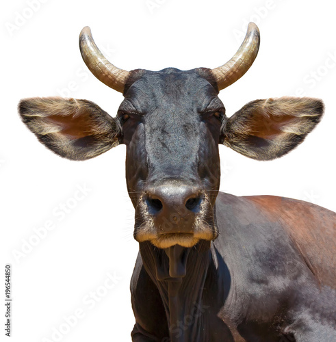 Cow isolated on white blue sky or green grass