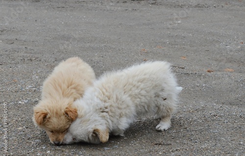 two little puppies 