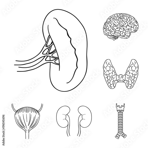 Human organs outline icons in set collection for design. Anatomy and internal organs vector symbol stock web illustration.