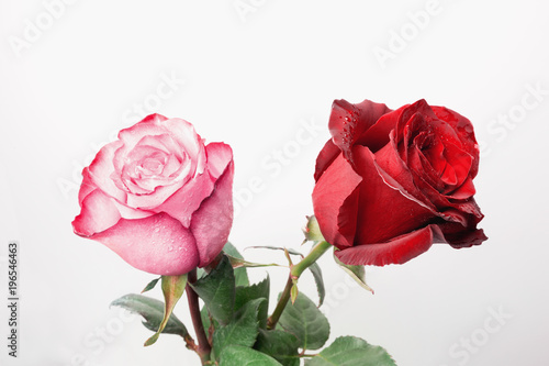 Beautiful fresh roses  isolated on white background