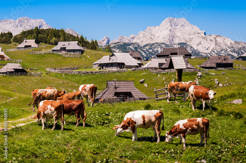 The cows and herdsmen's huts on the Big Pasture Plateau in Slovenia in the Kamnik–Savinja Alps northeast of Kamnik, Slovenia. photo