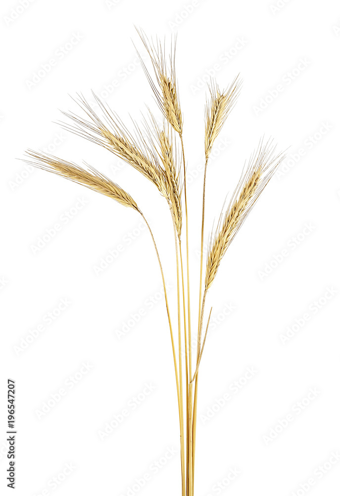 Ears of rye isolated on a white background Ears of rye isolated on a white background
