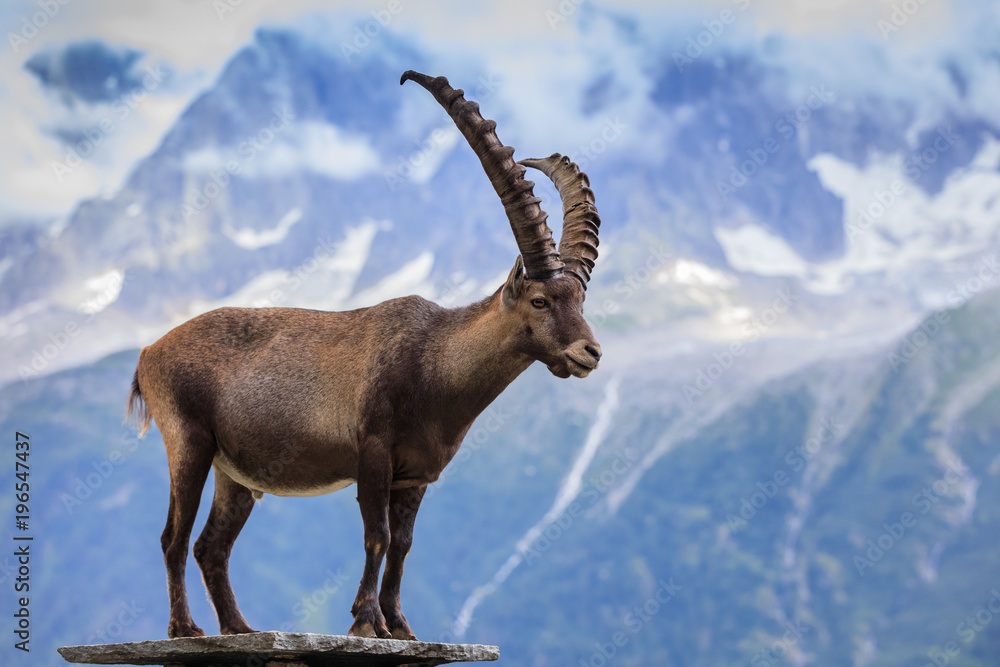 Ibex, Range of Mont Blanc, France