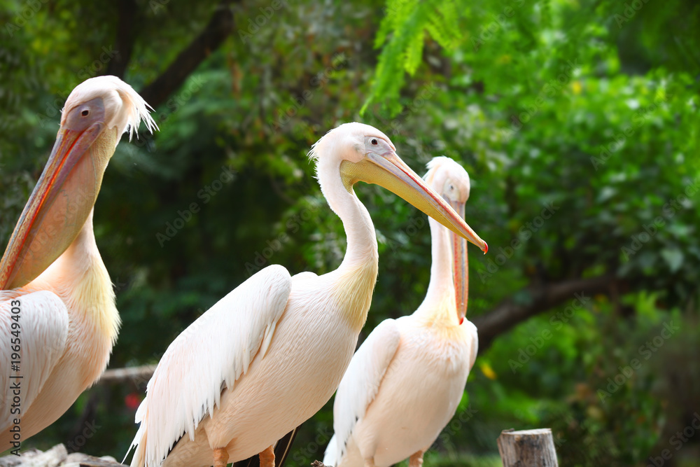 Fototapeta premium Close up shot of Great white Pelicans