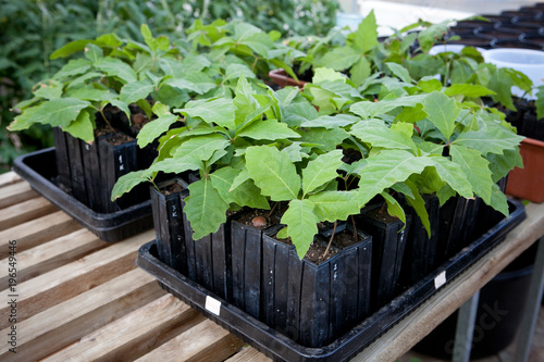 Mycorrhized truffle seedlings
